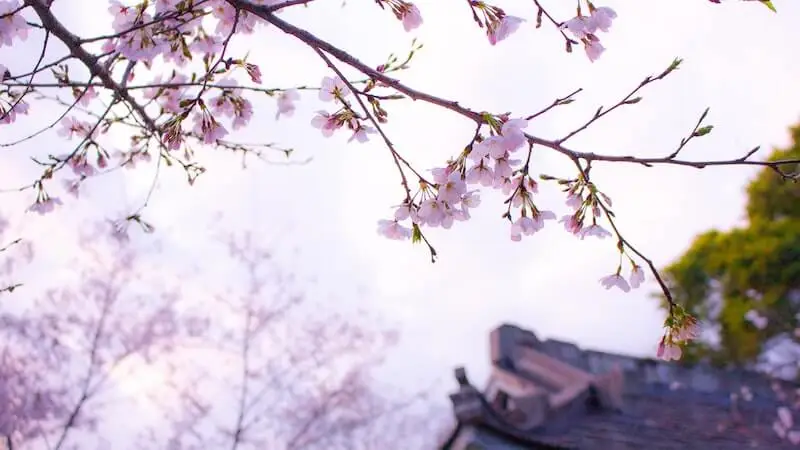 MEXT University Recommendation Ritsumeikan APU