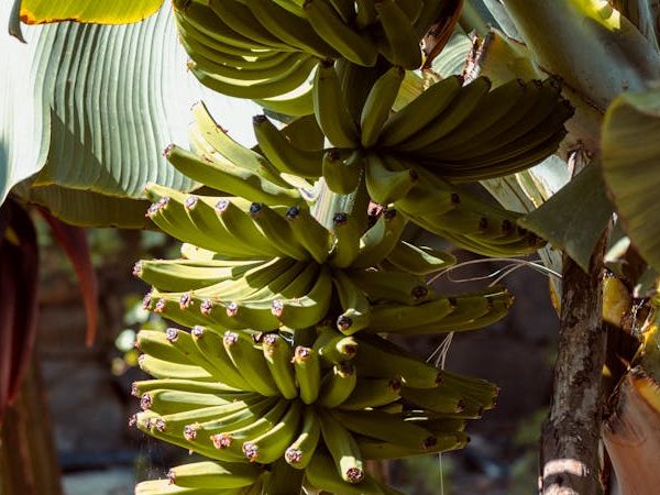 riim kolaborasi internasional bertema pisang
