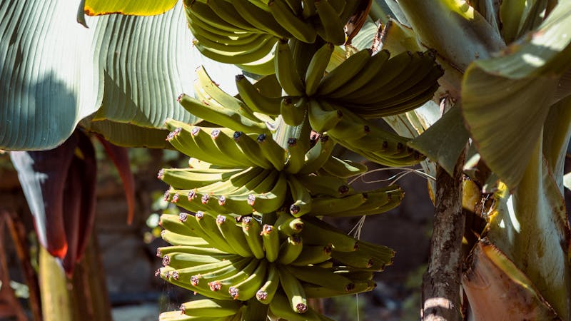 riim kolaborasi internasional bertema pisang
