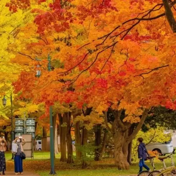 MEXT Hokkaido Scholarship 2026